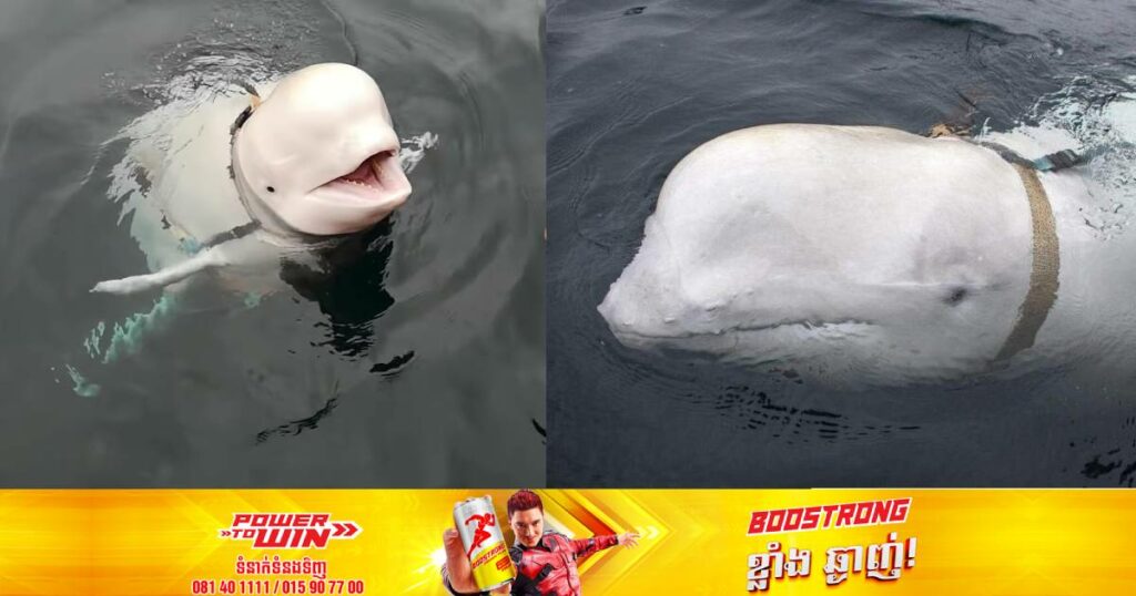 ត្រីបាឡែនដែលជាចារកម្មរបស់រុស្ស៊ីបានបង្ហាញខ្លួននៅតំបន់ឆ្នេរសមុទ្រនៃប្រទេសស៊ុយអែត