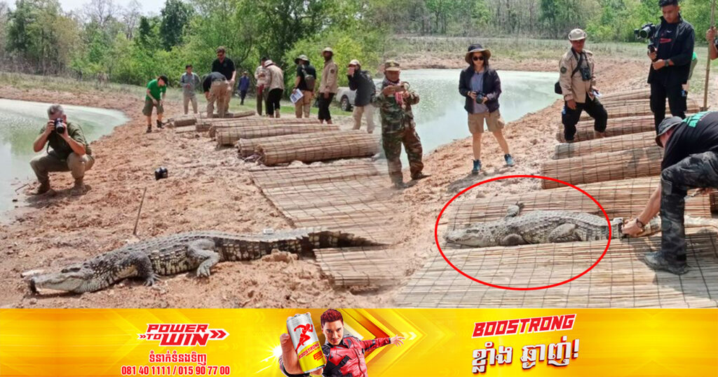 សត្វក្រពើត្រីចំនួន២៥ក្បាល ត្រូវបានមន្ត្រីជលផលយកមកលែងក្នុងបឹងធម្មជាតិនៅស្រុកសៀមប៉ាងខេត្តស្ទឹងត្រែង