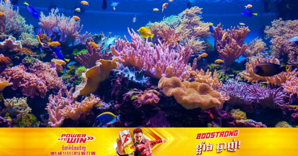 សិង្ហបុរីគ្រោងដាំផ្កាថ្ម ១សែនដើមនៅក្នុងសមុទ្រ ដើម្បីការពារតំបន់ឆ្នេរពីទឹករលកនិងព្យុះ