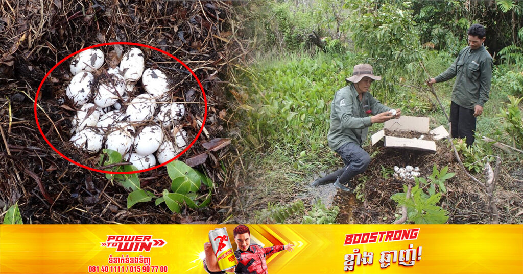 ក្រុមអ្នកអភិរក្សក្រពើភ្នំ រកឃើញសម្បុកក្រពើភ្នំមួយសម្បុកធំ ក្នុងឧទ្យានជាតិជួរភ្នំក្រវាញខាងត្បូង