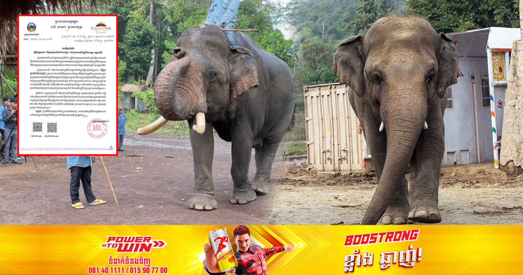 ក្រសួងទេសចរណ៍ ដាក់ចេញយុទ្ធនាការ “ដំរីមួយជួយថវិកាពីរពាន់រៀល” សម្រាប់ទិញចំណី និងព្យាបាល