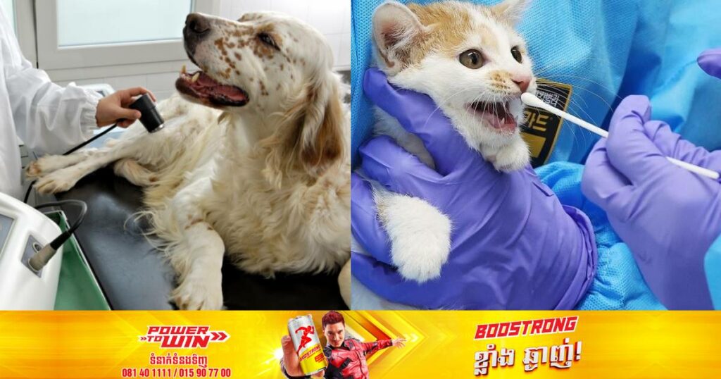 រដ្ឋាភិបាលកូរ៉េខាងត្បូងនឹងដាក់ចេញគោលនយោបាយថ្មីមួយដើម្បីលើកកម្ពស់ “សេវាថែទាំវេជ្ជសាស្រ្តចំពោះសត្វចិញ្ចឹ​ម”