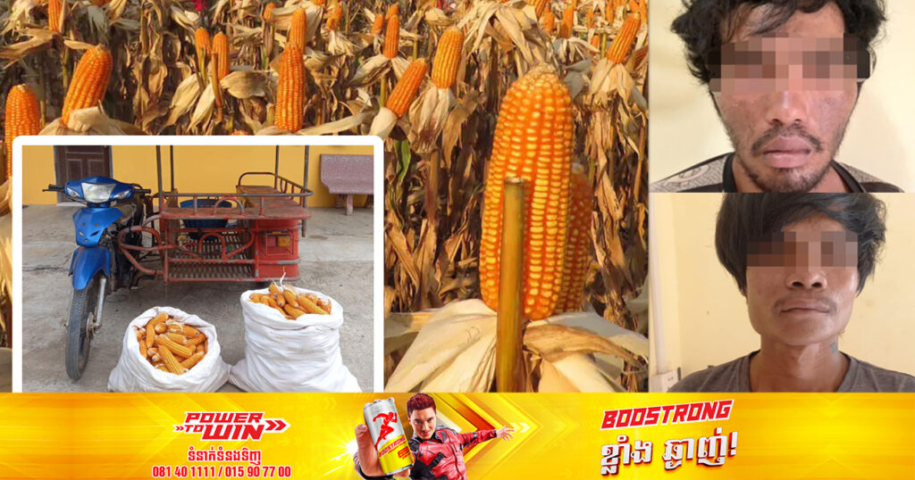 លួចមិនធម្មតាទេ! បុរស២នាក់ ប្រើម៉ូតូកង់បីទៅលួចកាច់ពោតក្នុងចំការអ្នកដទៃនៅស្រុកភ្នំព្រឹក ទីបំផុតត្រូវសមត្ថកិច្ចឃាត់ខ្លួន