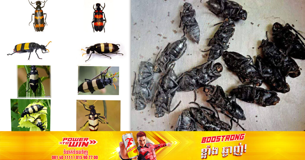 នាយកដ្ឋានប្រយុទ្ធនឹងជំងឺឆ្លង បញ្ជាក់ថាមានប្រជាពលរដ្ឋចំនួន ៤នាក់ហើយ ដែលហូបសត្វកំភេមខ្មោច បណ្តាលឱ្យបាត់បង់ជីវិត