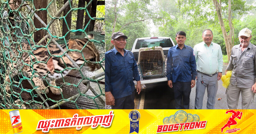 សត្វឆ្មាដាវញីមួយក្បាលទៀត គ្រោងដោះលែងបន្ថែមក្នុងព្រៃធម្មជាតិនៃឧទ្យានអង្គរ