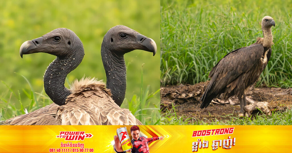 សត្វត្មាតបីប្រភេទ៖ត្មាតផេះ ត្មាតត្នោត និងត្មាតភ្លើង ដែលជាសត្វដ៏កម្រឈានទៅដល់ការជិតផុតពូជ អាចប្រទះឃើញនៅខេត្តចំនួន ៥គឺខេត្តស្ទឹងត្រែង ព្រះវិហារ ក្រចេះ មណ្ឌលគិរី និងរតនគិរី