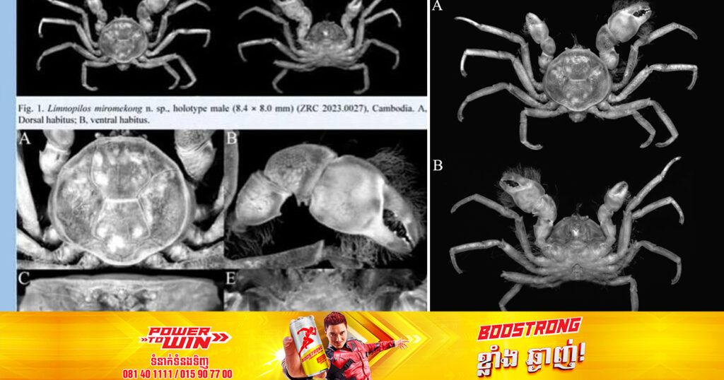 មហាវិទ្យាល័យជលផល និង វារីវប្បកម្ម របកគំហើញថ្មី រកឃើញក្តាមពីងពាងទន្លេសាប នៅបឹងទន្លេសាប