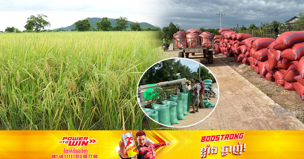 ប្រជាកសិករនៅក្នុងខេត្តបន្ទាយមានជ័យ កំពុងមមាញឹកក្នុងការងារប្រមូលផលស្រូវបង្កើនរដូវ ខណៈតម្លៃទីផ្សារស្រូវឆ្នាំនេះមានតម្លៃខ្ពស់