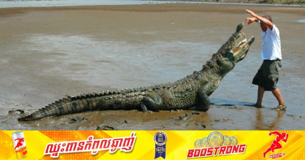 ឥណ្ឌូនេស៊ីជាប្រទេសមានករណីក្រពើខាំមនុស្សច្រើនជាងគេបំផុតនៅលើពិភពលោក ដែលបានបណ្តាលឲ្យមនុស្ស ៤៥០នាក់ត្រូវបាត់បង់ជីវិតក្នុងរយៈពេលមួយទសវត្សរ៍ចុងក្រោយនេះ