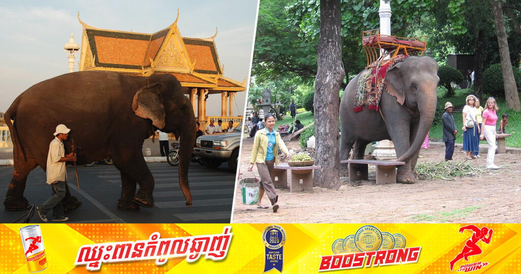 ដំរីទេសចរណ៍ឈ្មោះ សំបូរ អាយុ៦៣ឆ្នាំ ត្រូវបានលាចាកលោកហើយ  ដោយជរាពាធ