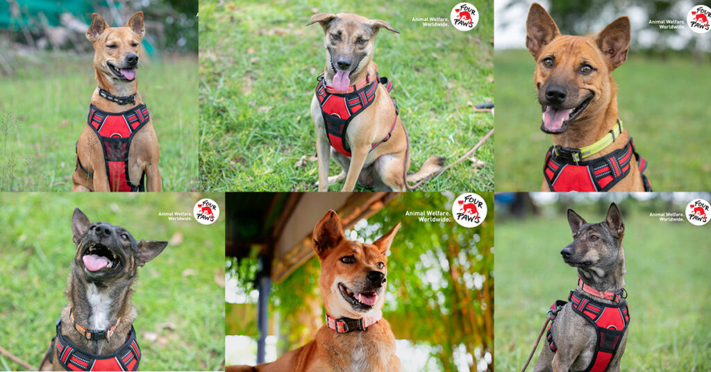 ឱកាសទទួលបានឆ្កែស្អាតៗមកធ្វើជាសត្វចិញ្ចឹមពីមជ្ឈមណ្ឌលចិញ្ចឹម របស់អង្គការ FOUR PAWS នៅខេត្តសៀមរាប