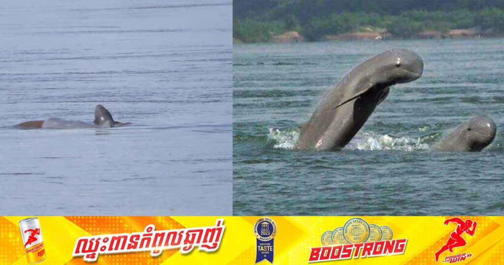 អបអរសាទរ! ស្វាគមន៍កូនផ្សោតកើតថ្មី ១ក្បាលទៀត នៅអន្លង់កាំពី ខេត្តក្រចេះ