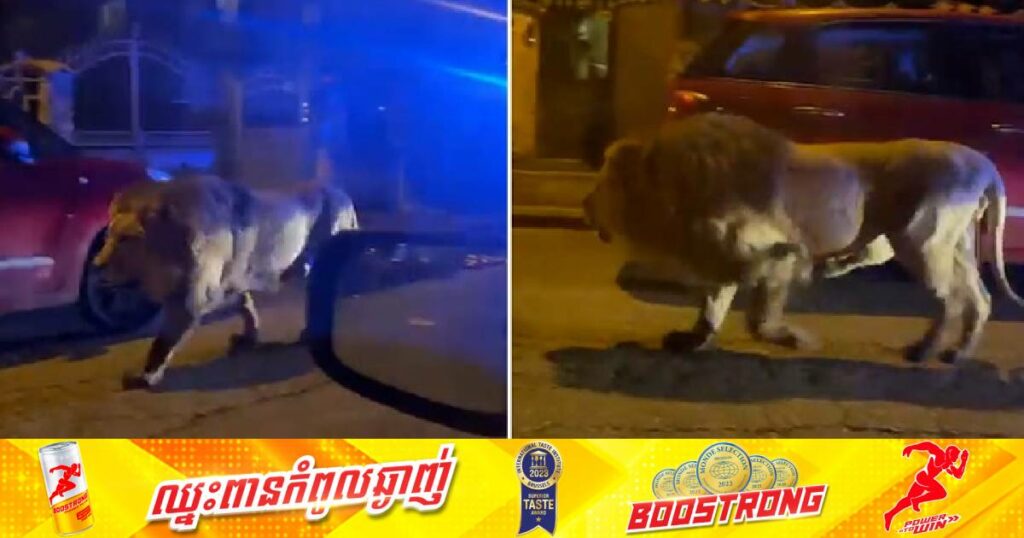 សត្វតោមួយក្បាលបង្ហាញខ្លួនយ៉ាងចម្លែកនៅកណ្តាលទីក្រុងរ៉ូម និងបានបង្កឲ្យមានការភ្ញាក់ផ្អើលយ៉ាងខ្លាំងអស់រយៈពេលប្រមាណជា ៥ម៉ោង