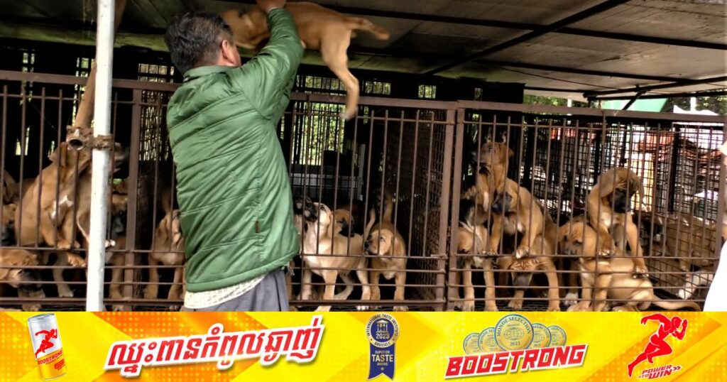 ក្រុមអ្នកនិយមទទួលទានសាច់ឆ្កែគំរាមលែងសត្វឆ្កែ ២លានក្បាលនៅក្បែរការិយាល័យប្រធានាធិ​បតីកូរ៉េខាងត្បូង