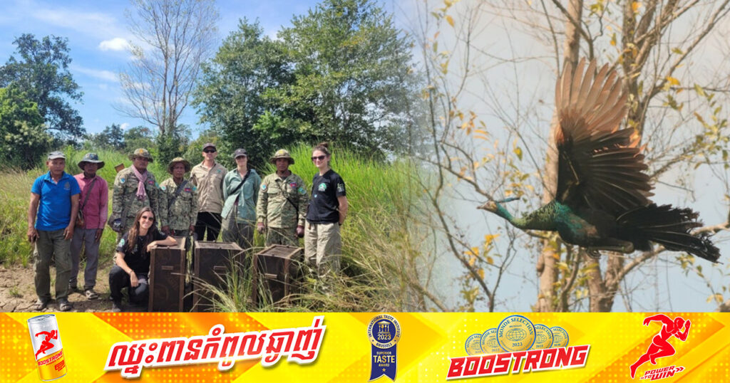 អង្គការWCS លែងសត្វក្ងោក និងសត្វត្រុំអាស៊ីចំនួន ៤ក្បាល ចូលទីជម្រកធម្មជាតិក្នុងតំបន់ទេសភាពភាគខាងជើងនៃប្រទេសកម្ពុជា