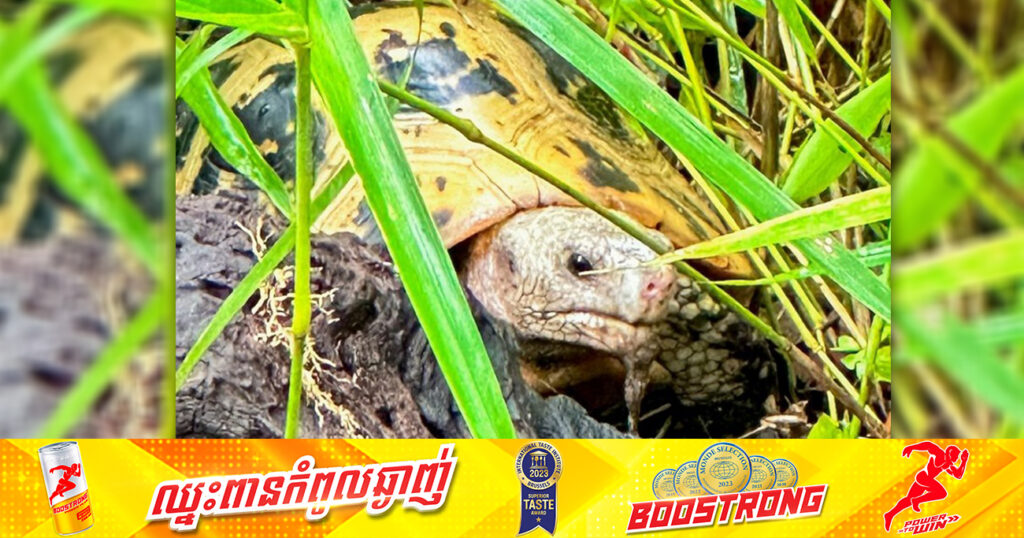 ក្រុមអ្នកអភិរក្សរបស់អង្គការ USAID មរតកបៃតង បានប្រទះឃើញអណ្ដើកភ្នំ ឬអណ្ដើកព្រិច ជិតផុតពូជនៅស្រុកសៀមប៉ាង