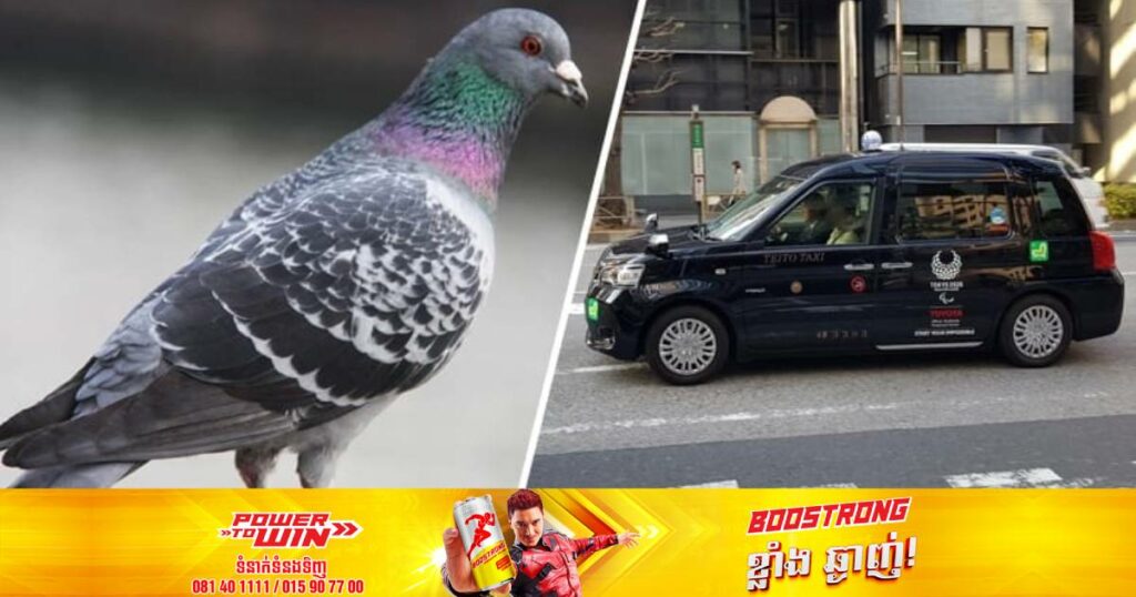 ប៉ូលិសជប៉ុនឃាត់ខ្លួនបុរសម្នាក់ដែលបានបើករថយន្តកិនសត្វព្រាបលើផ្លូវសាធារណៈ ខណៈរូបគាត់អាចប្រឈមនឹងការជាប់ពន្ធនាគាររហូតដល់ ១ឆ្នាំ ឬពិន័យជាង ៧ពាន់ដុល្លារ