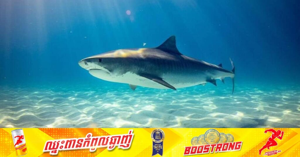 យុវជនអូស្រ្តាលីម្នាក់បានបាត់បង់ជីវិតដោយការវាយប្រហារពីត្រីឆ្លាមក្នុងអំំឡុងពេលហែលទឹកលេងនៅឆ្នេរសមុទ្រ