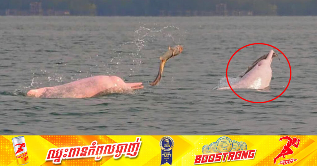 រកឃើញហ្វូងផ្សោតពណ៌ផ្កាឈូក «Pink Dolphin» ប្រមាណ១៥ ទៅ ២០ក្បាលនៅខេត្តកំពត