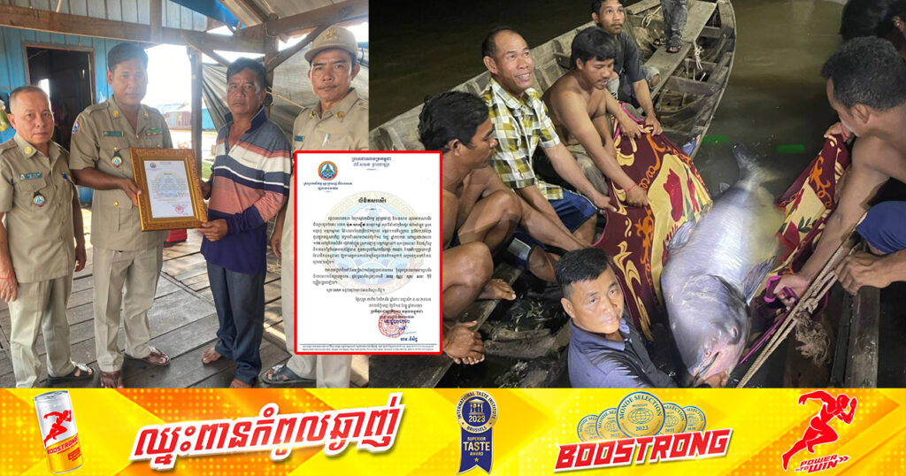 គំរូដ៏ល្អ! ត្រីរាជ១ក្បាល ប្រវែង ២,២ម៉ែត្រ ត្រូវបានលែងចូលក្នុងទន្លេសាបវិញ