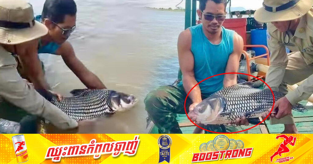 ប្រជានេសាទគំរូនៅឃុំប្រឡាយមាស នេសាទបានត្រីគល់រាំង ១ក្បាល រួចបានប្រគល់ឱ្យមន្ត្រីជលផលលែងទៅក្នុងទន្លេវិញ