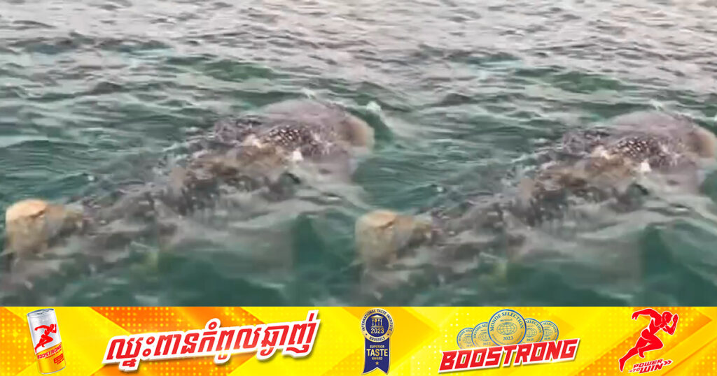 ដំណឹងល្អ! ក្រុមល្បាតជលផល ប្រទះឃើញត្រីបាណន់គីង្គក់ ឬ Whale Shark ជិតផុតពូជមួយក្បាល នៅកោះរ៉ុង