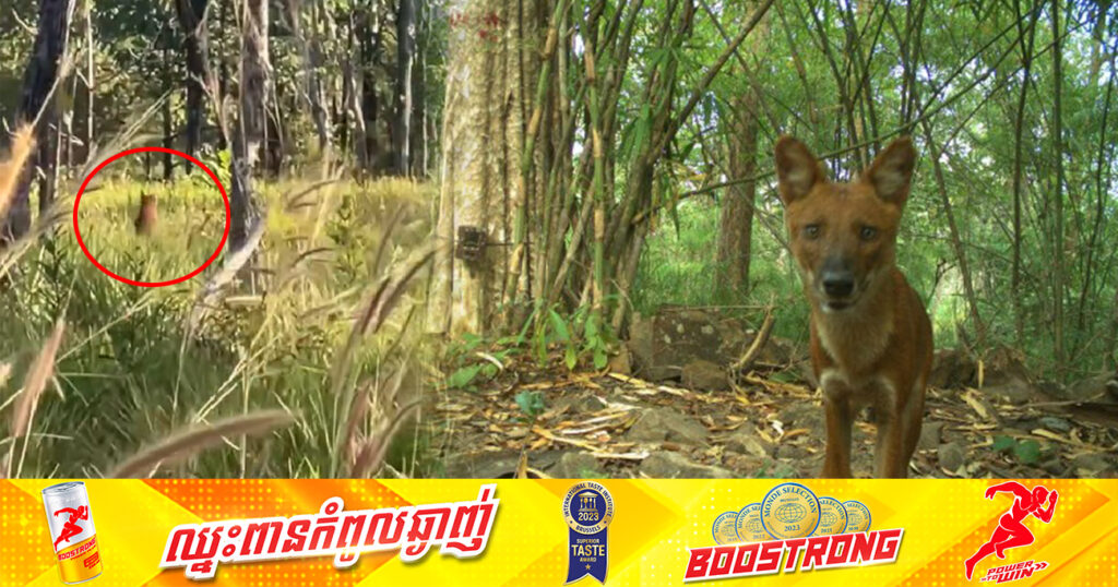 ដំណឹងរីករាយ! ប្រទះឃើញសុនខព្រៃពីរក្បាល ដែលជាសត្វជិតផុតពូជ នៅដែនជម្រកសត្វព្រៃស្រែពក ក្នុងខេត្តមណ្ឌលគីរី