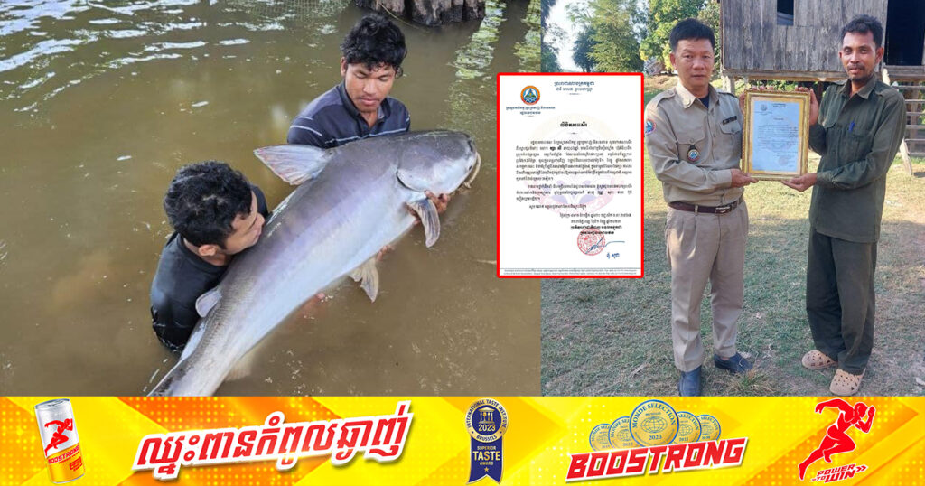 ជាគំរូដ៏ល្អ! ត្រីរាជមួយក្បាលទម្ងន់ ៧៥គីឡូក្រាម ប្រវែង ១,៦ម៉ែត្រ ត្រូវបានលែងចូលក្នុងទន្លេសាបវិញ