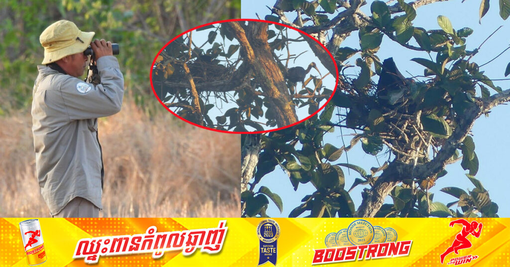 ត្រយងចង្កំកស ដែលជាសត្វជិតផុតពូជបំផុតនៅលើពិភពលោក ត្រូវបានអង្គការ Nature Life រកឃើញសម្បុកចំនួន៥ នៅកម្ពុជា នាដើមរដូវបន្តពូជឆ្នាំនេះ