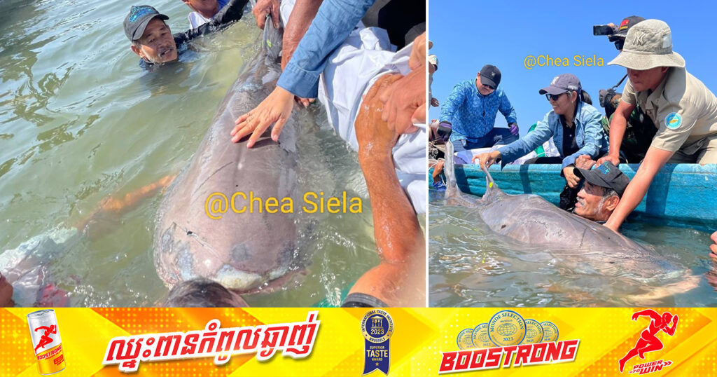 ស្តេចត្រីរាជញី ទម្ងន់១៦៣គីឡូក្រាម ឈ្មោះ “នារីរ័ត្នត្បូងឃ្មុំ” ចាប់បាននៅគល់ស្ពានគីហ្សូណា ខេត្តត្បូងឃ្មុំ ត្រូវបានលែងចូលទៅក្នុងទន្លេវិញ