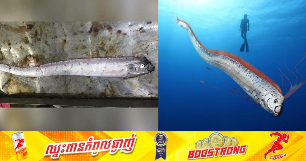 ពលរដ្ឋថៃកំពុងមានការភ្ញាក់ផ្អើលចំពោះការរកឃើញត្រី “Oarfish” ដោយពួកគេជឿថាត្រីនេះជាសញ្ញានៃការមកដល់គ្រោះមហន្តរាយ