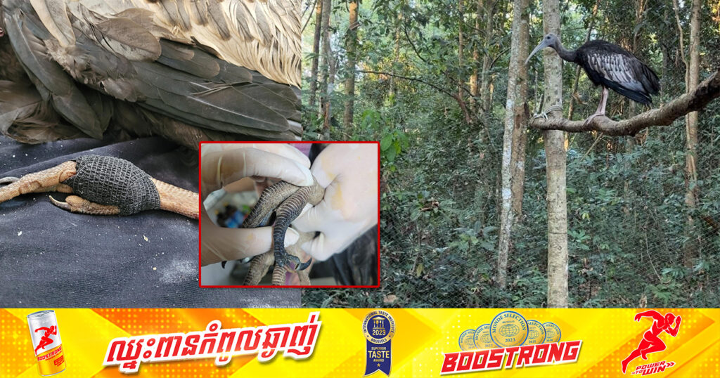 សត្វត្រយងយក្សជំទង់ ១ក្បាល ដែលជាបក្សីនិមិត្តរូបរបស់កម្ពុជា ត្រូវបានជួយសង្រ្គោះដោយជោគជ័យពីជម្ងឺគ្រុនចាញ់