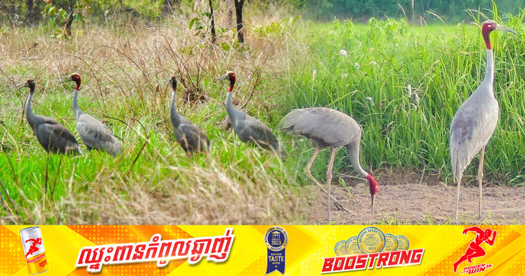 ក្រុមការងារតាមដានជីវៈចម្រុះ ប្រទះឃើញសត្វក្រៀលចំនួន ១៣ក្បាល ដែលជាចំនួនកើនឡើងនៅក្នុងដែនជម្រកសត្វព្រៃលំផាត់