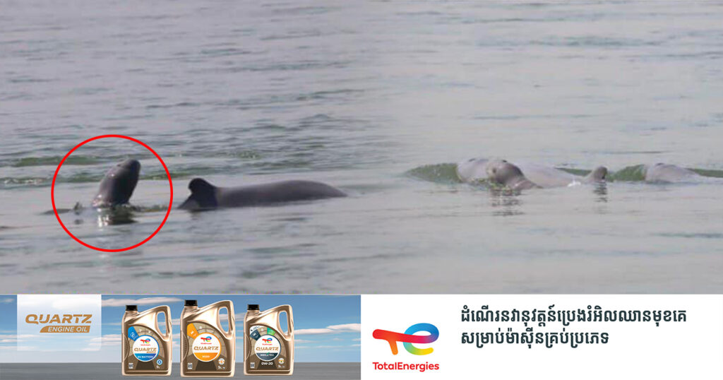 ដំណឹងរីករាយ! ក្រុមការងារ ប្រទះឃើញកូនផ្សោតកើតថ្មីមួយក្បាល នៅអន្លង់កាំពី ខេត្តក្រចេះ