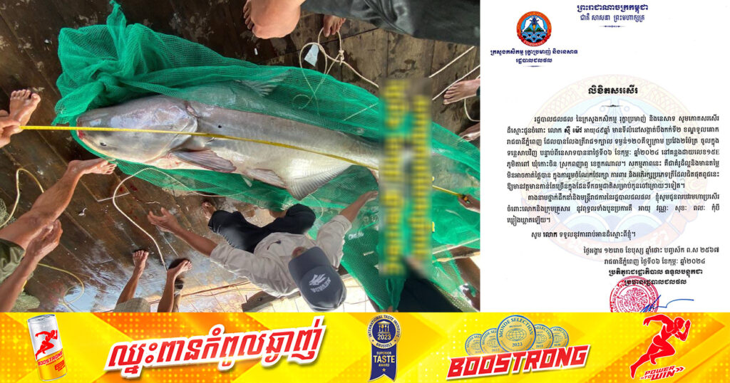 ត្រីរាជ១ក្បាល ទម្ងន់១២០គីឡូក្រាម ប្រវែង២ម៉ែត្រ ត្រូវបានលែងចូលទន្លេសាបវិញ