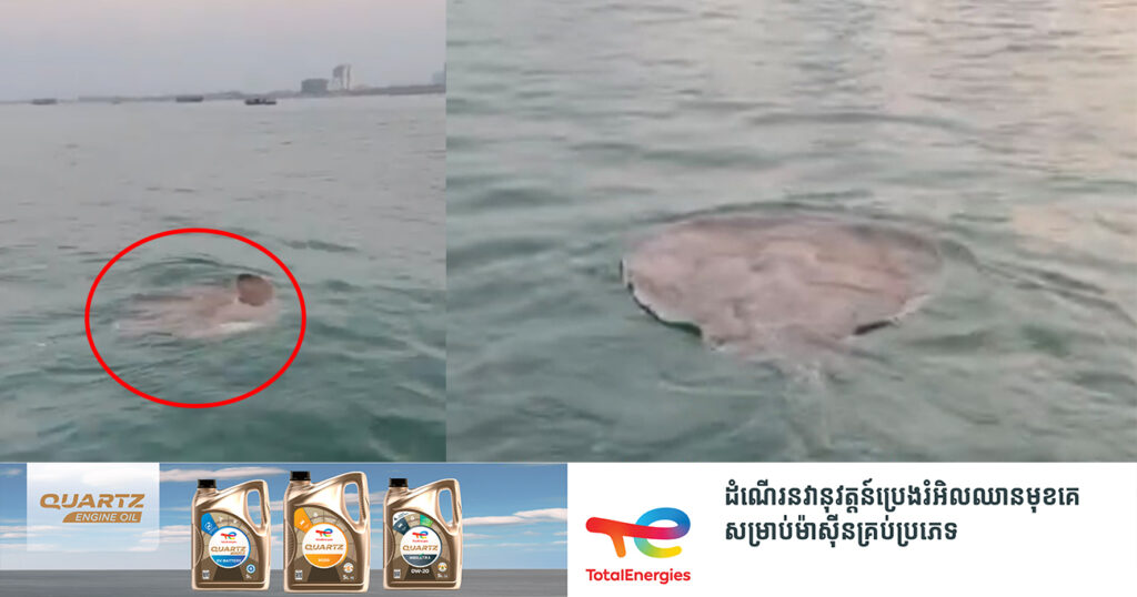គំរូល្អ! ត្រីបបែល១ក្បាល ទម្ងន់១១០គីឡូក្រាម ត្រូវបានលែងចូលក្នុងទន្លេមេគង្គវិញ