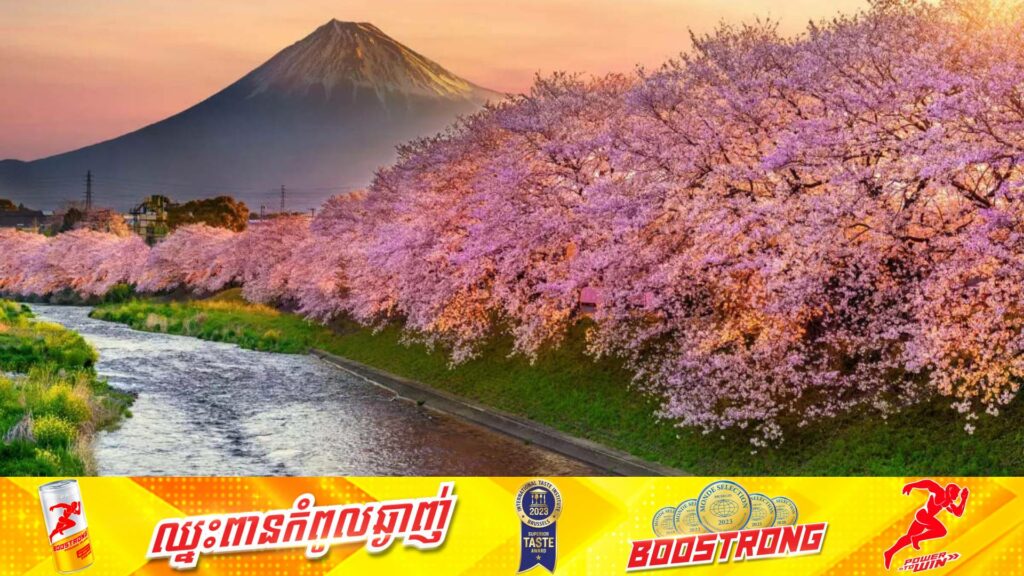 ជប៉ុនជូនដំណឹងអំពីការមកដល់នូវ “រដូវផ្កាសាគូរ៉ារីក” ដែលជារដូវកាលពិសេសមួយមានមនុស្សរាប់លាននាក់កំពុងរង់ចាំ