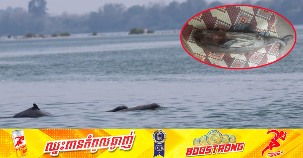 កម្ពុជា​ទទួល​បាន​កូន​ផ្សោត​ថ្មី ​២​ក្បាល​ក្នុង​ថ្ងៃ​តែ​មួយ តែ​១ក្បាល​​ក្នុង​ចំណោម​នោះបានបាត់បង់ជីវិត​ទៅ​វិញ​