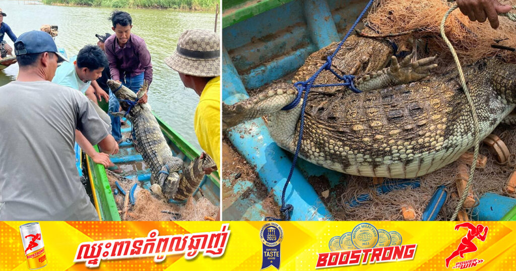 ប្រជាពលរដ្ឋ ប្រទះឃើញសត្វក្រពើមួយក្បាលទម្ងន់ប្រមាណជាង ៥០គីឡូក្រាម បណ្តែតខ្លួនតាមទឹកស្ទឹងសង្កែ ខេត្តបាត់ដំបង ត្រូវកម្លាំងជំនាញចាប់ចេញពីក្នុងទឹកបានហើយ