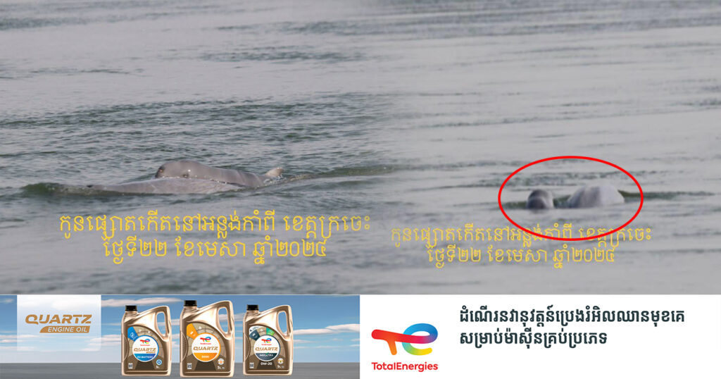 ដំណឹងរីករាយ! ក្រុមការងារ រកឃើញកូនផ្សោតកើតថ្មីមួយក្បាលទៀត នៅអន្លង់កាំពី ខេត្តក្រចេះ