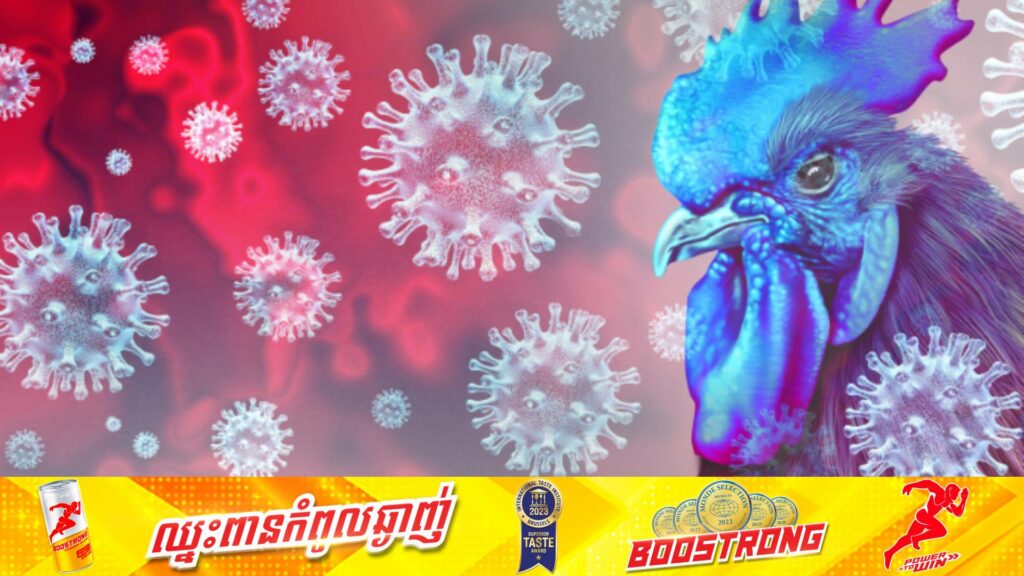 អាមេរិករកឃើញករណីអ្នកឆ្លងជំងឺផ្តាសាយបក្សីដោយចម្លងចេញពីសត្វគោទៅកាន់មនុស្ស