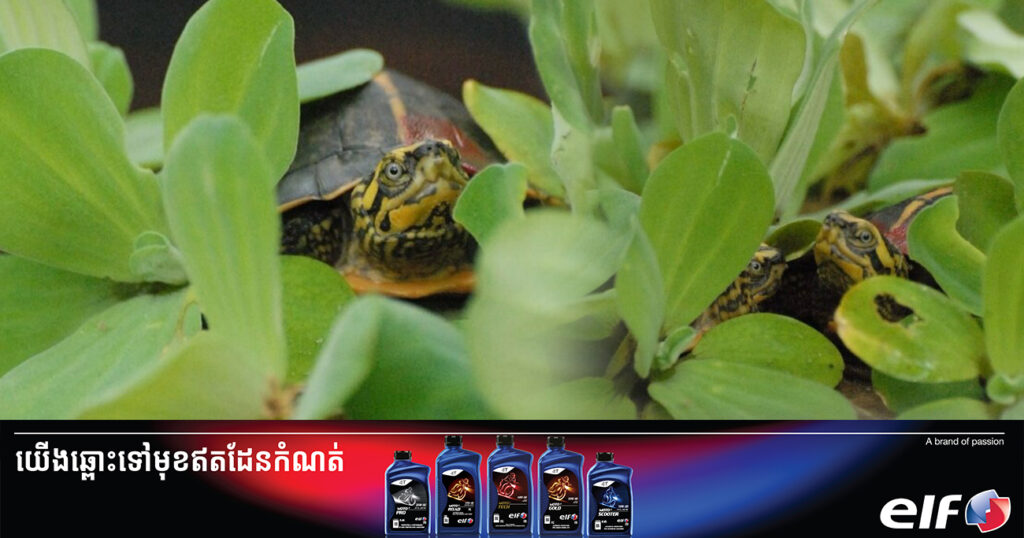 មជ្ឈមណ្ឌលអង្គរសម្រាប់ការអភិរក្សជីវៈចម្រុះ បង្កាត់ពូជអណ្តើកសង្កល់ ដែលជិតផុតពូជ បានពងជាច្រើនសម្បុកដោយជោគជ័យ