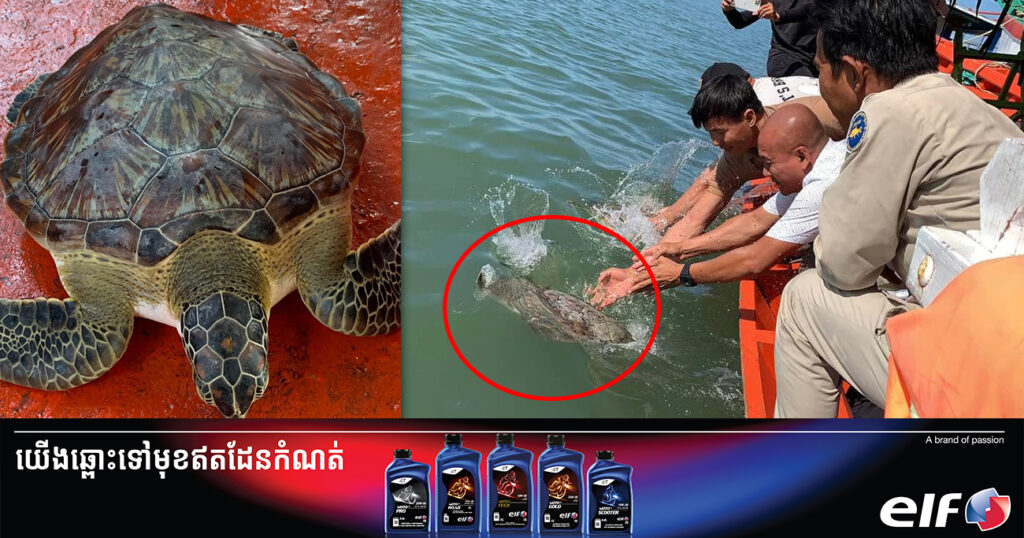 អ្នកនេសាទ លែងអណ្តើកសមុទ្រ «ល្មិច» ចំនួន ២ក្បាលទម្ងន់សរុប ១៩.៧គីឡូក្រាមចូលសមុទ្រវិញ