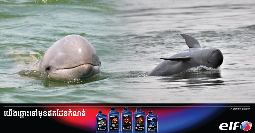 ផ្សោតក្បាលត្រឡោក ជាសត្វដ៏កម្រ និងជារតនសម្បត្តិជាតិ