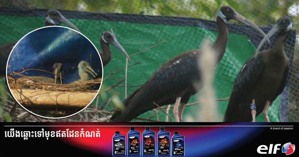 មជ្ឈមណ្ឌល ACCB ទទួលបានជោគជ័យក្នុងការបង្កាត់ពូជសត្វត្រយងចង្កំក ស ដែលជាប្រភេទជិតផុតពូជនៅលើពិភពលោក