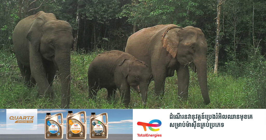 ប្រទះឃើញហ្វូងដំរីព្រៃអាស៊ីប្រមាណ ២០ក្បាល បង្ហាញខ្លួននៅស្រុកកែវសីមា ខេត្តមណ្ឌលគិរី