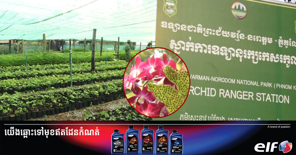 កូនឈើចម្រុះជាង១៦ម៉ឺនដើម របស់មន្ទីរបរិស្ថានខេត្តសៀមរាប ត្រៀមចែកជូនពលរដ្ឋដាំដោយឥតគិតថ្លៃ