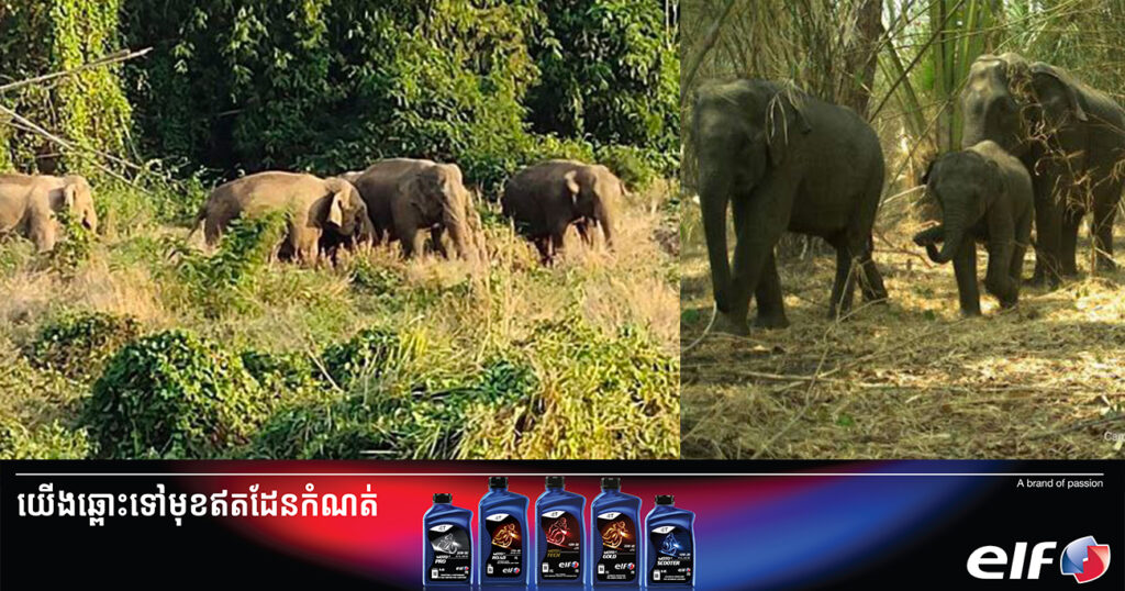 អ្នកនាំពាក្យ៖ ហ្វូងដំរីព្រៃ បង្ហាញវត្តមានកើនឡើងជាងបណ្តាឆ្នាំមុនៗ នៅតាមតំបន់ការពារធម្មជាតិ