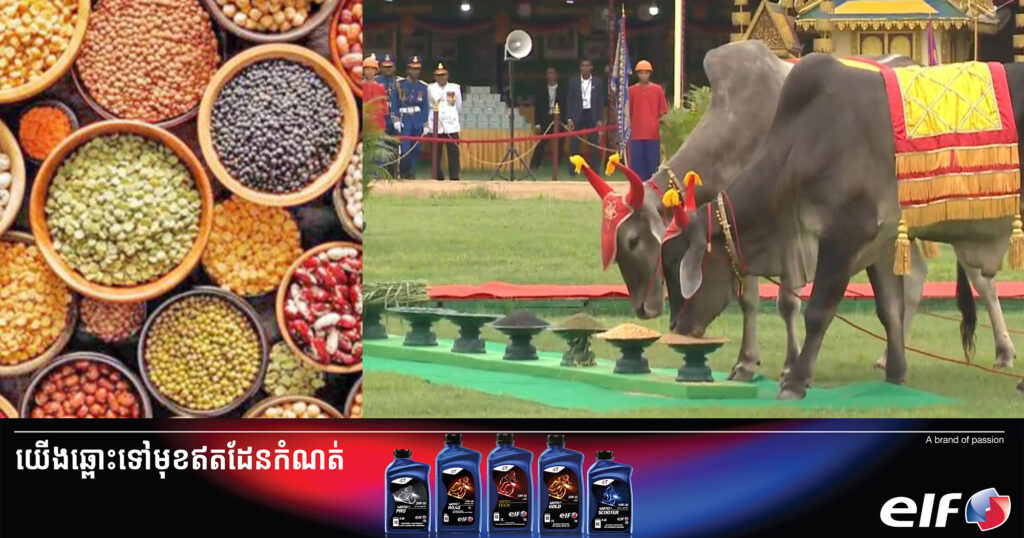 តាមការផ្សងប្រផ្នូលក្នុងព្រះរាជពិធីច្រត់ព្រះនង្គ័ល បានបង្ហាញថា ស្រូវ ពោត សណ្តែក នឹងទទួលបានទិន្នផលល្អប្រសើរនៅឆ្នាំនេះ