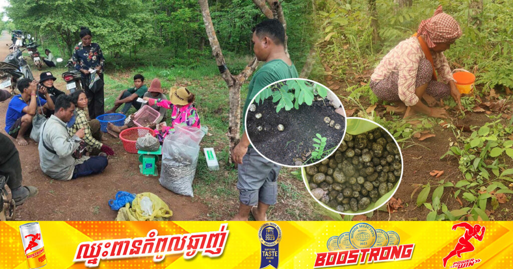 រដូវប្រមូលផ្សិតប៉ក់ក្នុងរមណីយដ្ឋានប្រាសាទកោះកេរ ប្រជាសហគមន៍មកពីភូមិ អាចរកចំណូលបានពី ៣ម៉ឺនរៀល ទៅ៣០ម៉ឺនរៀល ក្នុងមួយថ្ងៃ